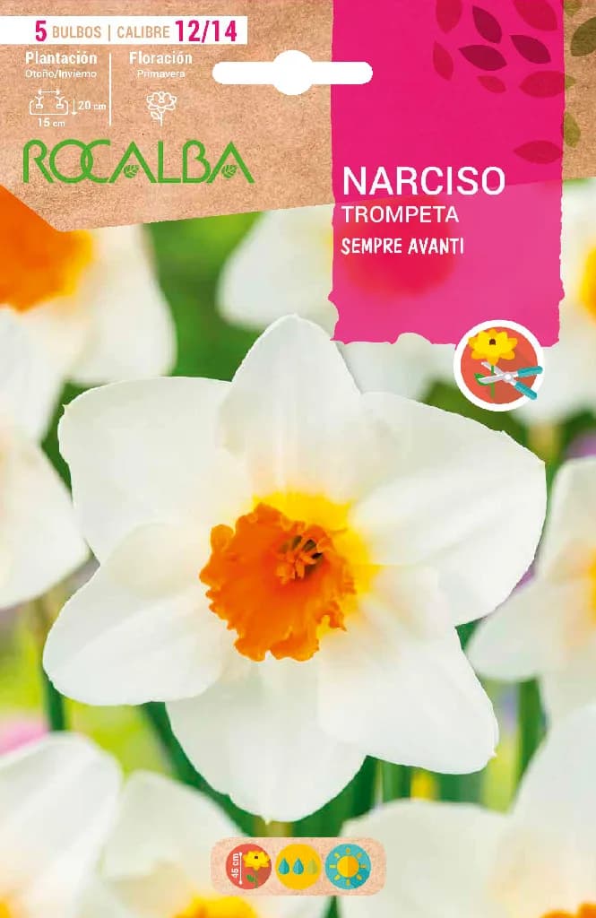 Bulbo Narcisos Trompeta 12/15 Sempre Avant — foto principal