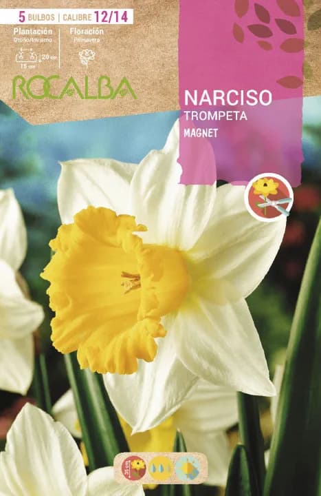 Bulbo Narcisos Trompeta 12/15 Magnet Blanco Amarilla — foto principal