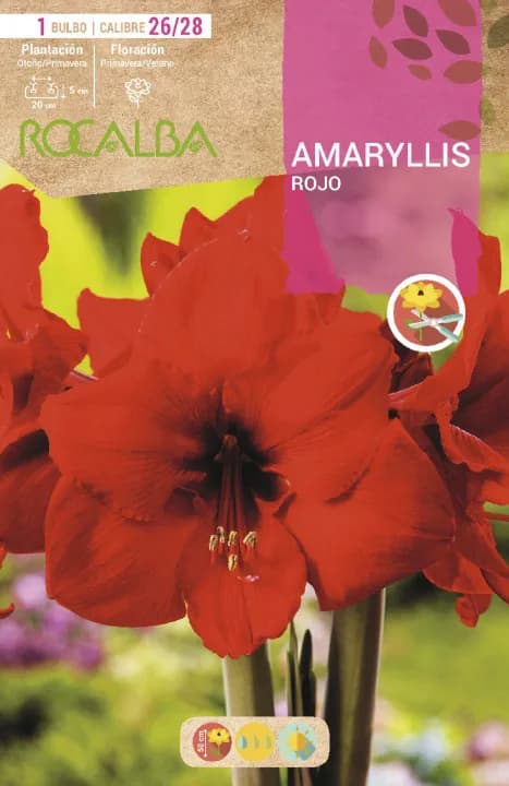 Bulbo Amaryllis 26/28 Rojo — foto principal
