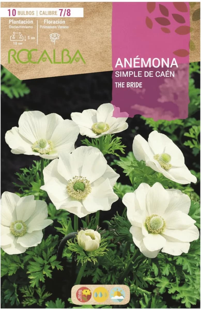 Bulbo Anemonas Simples de Caen 7/8 The Bride Blanco — foto principal