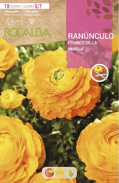 Bulbo Ranunculos 5/7 Amarillo — foto principal