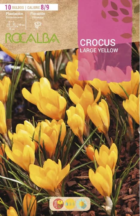Bulbo azafran Crocus 8/9 Large Yellow Amarillo — foto principal