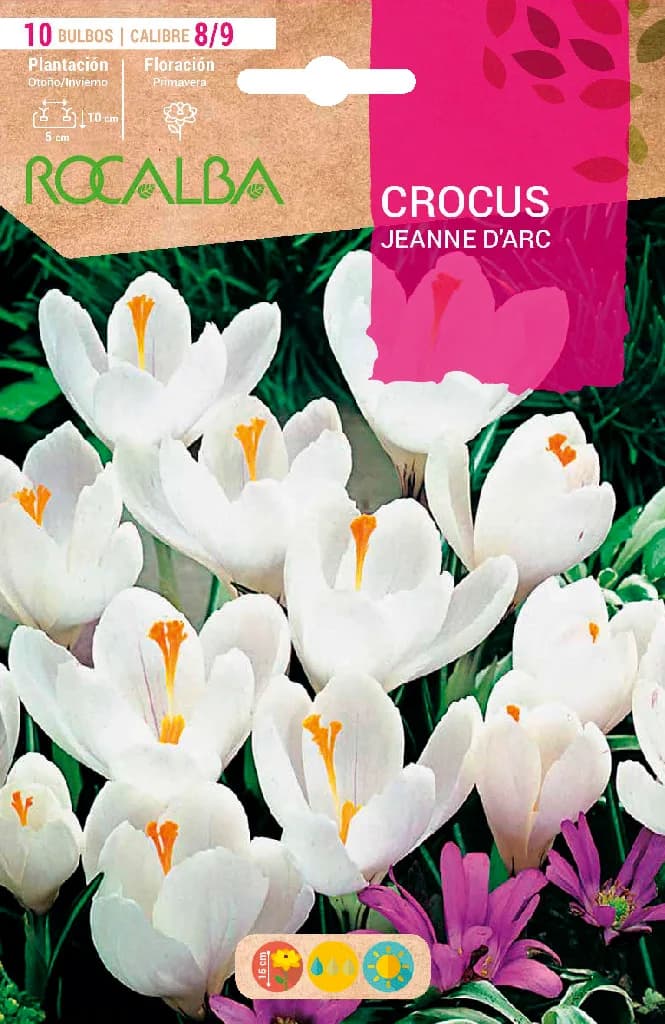 Bulbo azafran Crocus 8/9 Jeanne Darc -blanco y Lila — foto principal