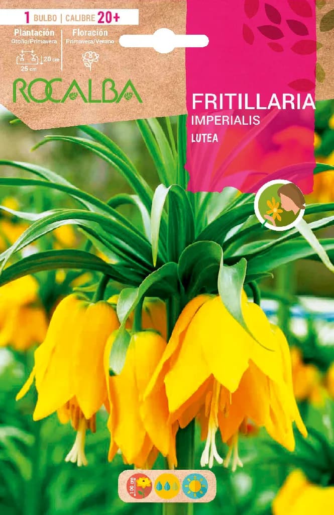 Bulbos Fritilarias Variedad Imperialis Lutea -amarillo — foto principal