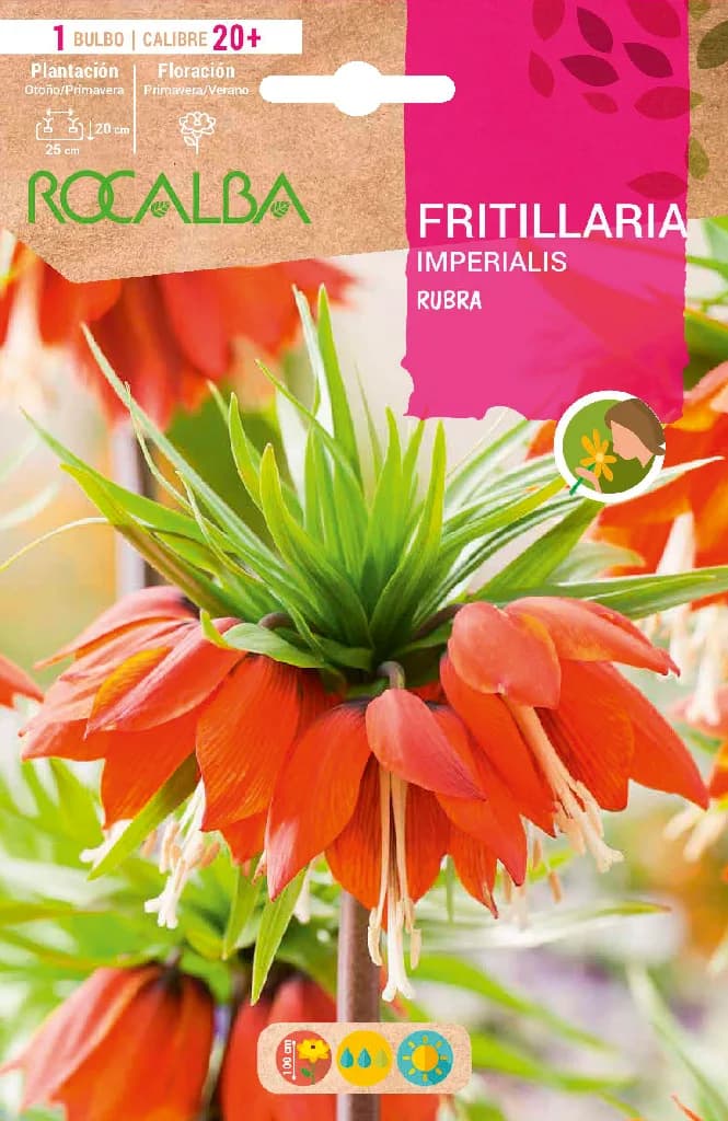 Bulbo Fritilarias Imperialis 20+ Rubra -rojo — foto principal