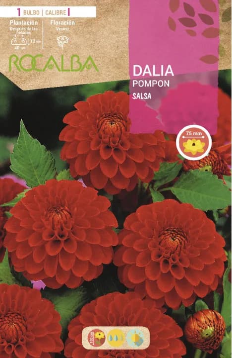 Bulbo Dalia Pompon Salsa Rojo Vivo — foto principal