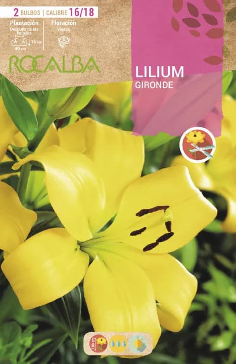 Bulbo Liliums 16/18 Gironde Amarillo — foto principal