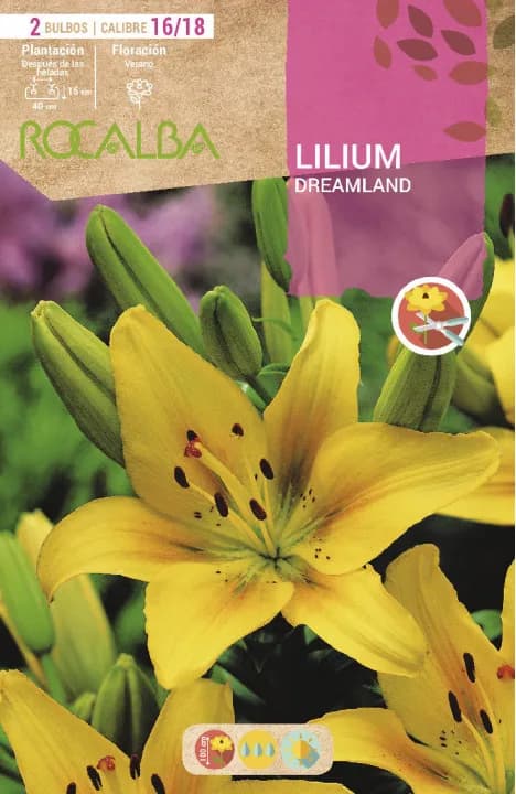 Bulbo Liliums 16/18 Dreamland Amarillo Puntos Rojos — foto principal