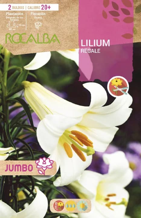 Bulbo Liliums Jumbo Regale Blanco — foto principal