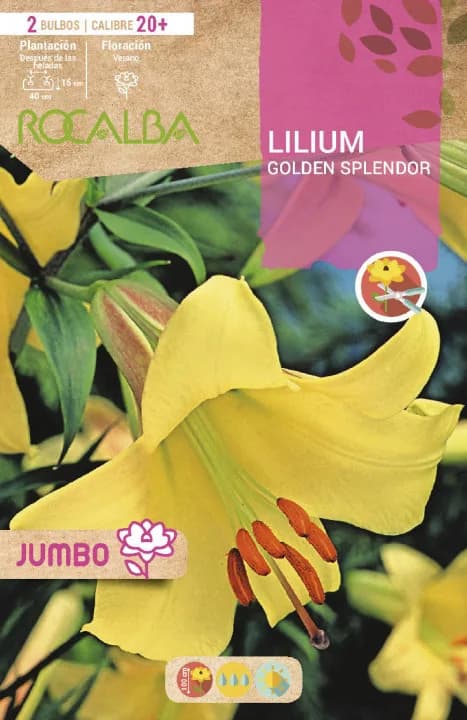 Bulbo Liliums Jumbo Golden Splendor — foto principal