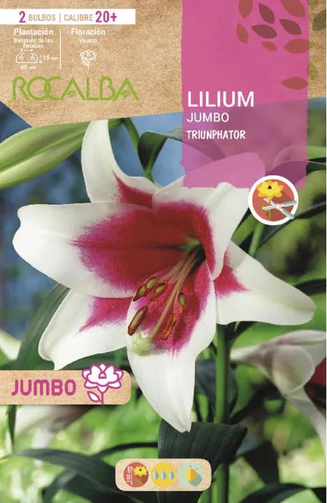 Bulbo Liliums Jumbo Triumphator Blanco Centro Rojo — foto principal