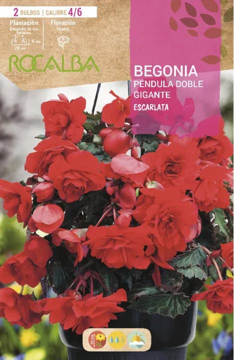 Bulbos Begonias Pendula Doble Gigante Escarlata — foto principal