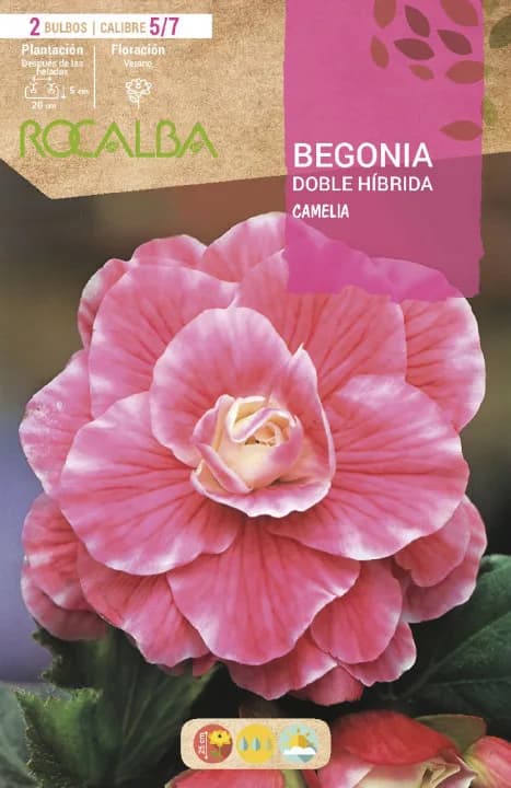 Bulbo Begonia Doble Hibrida Rosa Fuerte Borde Blanco — foto principal