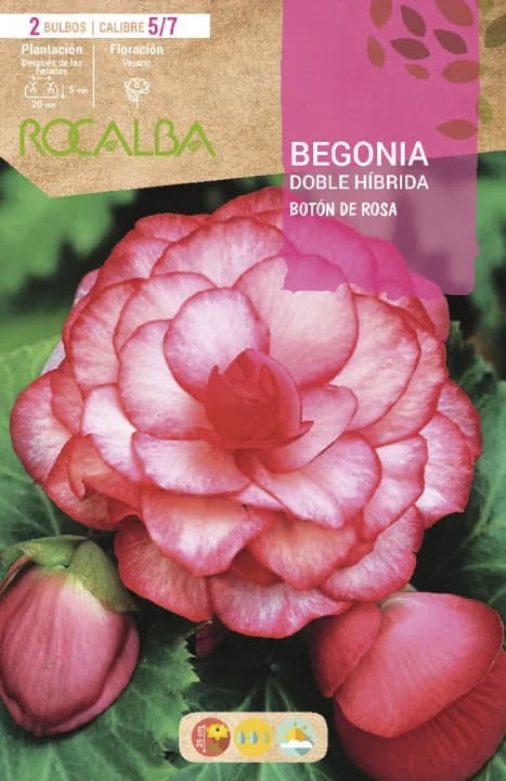Bulbo Begonias Doble Boton Rosa — foto principal
