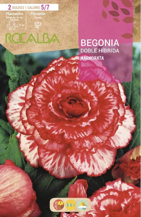 Bulbo Begonia Doble Marmorata Blanco Jaspeado Rojo — foto principal