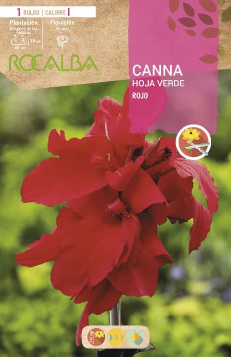 Bulbo Cannas Rojo — foto principal