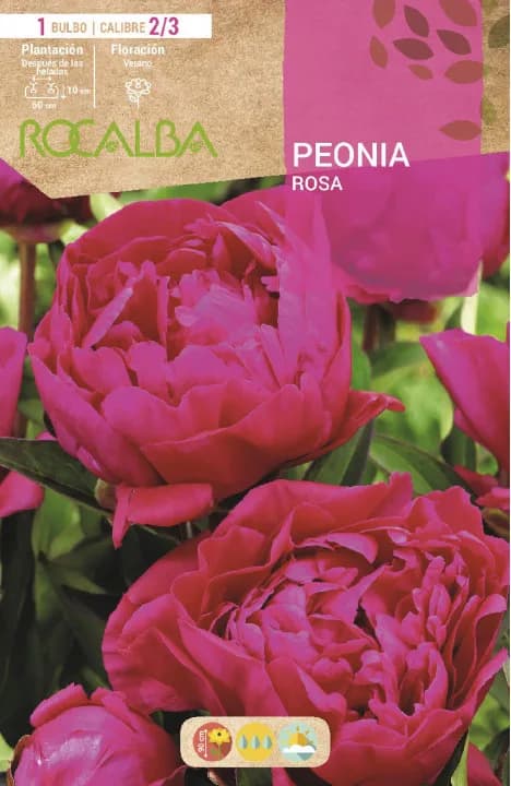 Bulbo Peonias Rosa — foto principal