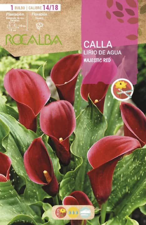 Bulbo Callas 14/18 Majestic Red Rojo — foto principal
