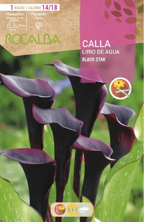 Bulbo Callas 14/18 Black Star Negro — foto principal