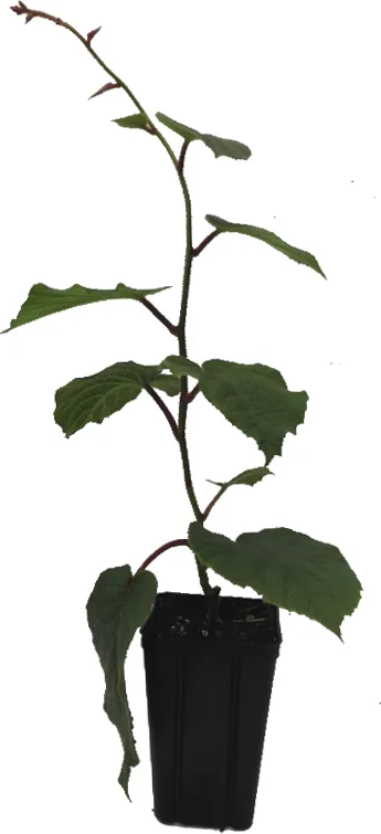 Arbol Frutal Kiwi Amarillo Hembra Golden C19 — foto principal