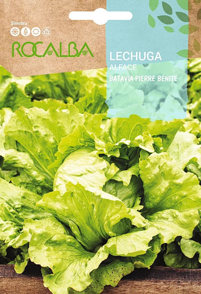 Semilla Lechuga de Pierre Benite — foto principal