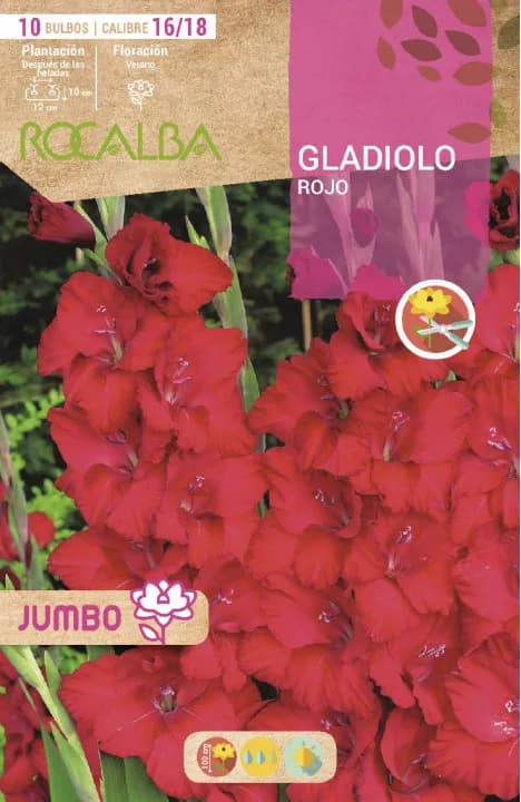 Bulbos Gladiolos Jumbo Rojo — foto principal