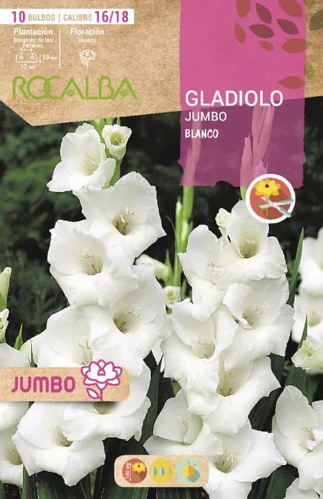 Bulbos Gladiolos Jumbo Blanco — foto principal