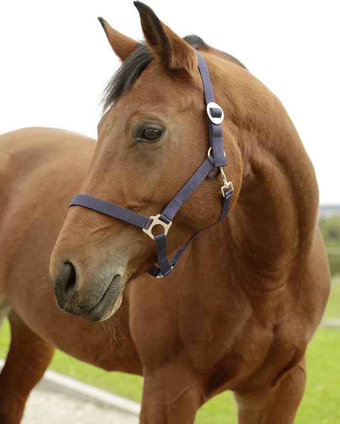 Cabezada Caballo Nylon Marino Talla Foal 00 — foto principal