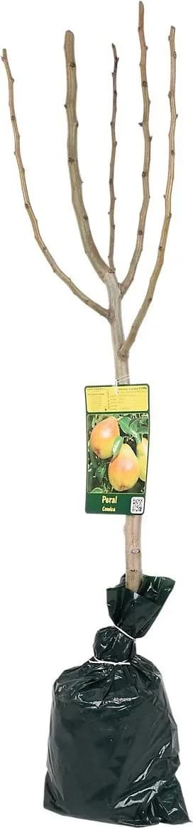 Arbol Frutal Enano Almendro — foto principal