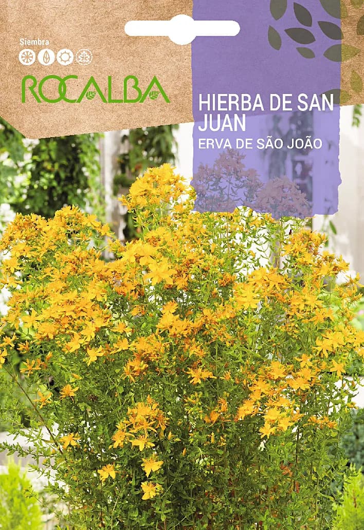 Semilla Hierba de San Juan — foto principal
