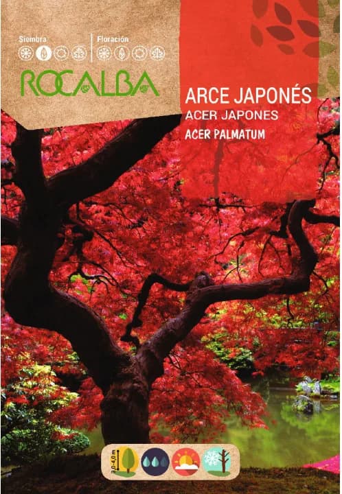 Semilla Arce Japones- Acer palmatum- — foto principal