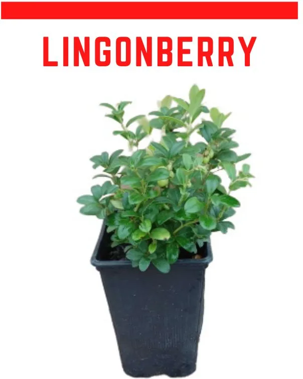 Planta Arandano Rojo Europeo Lingoberry Maceta 1,5 litros — foto principal