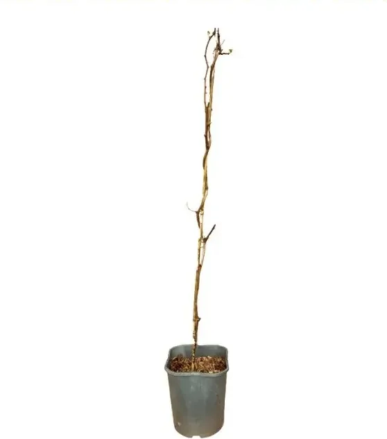 Planta Kiwiño Autofertil Issai 2L — foto principal