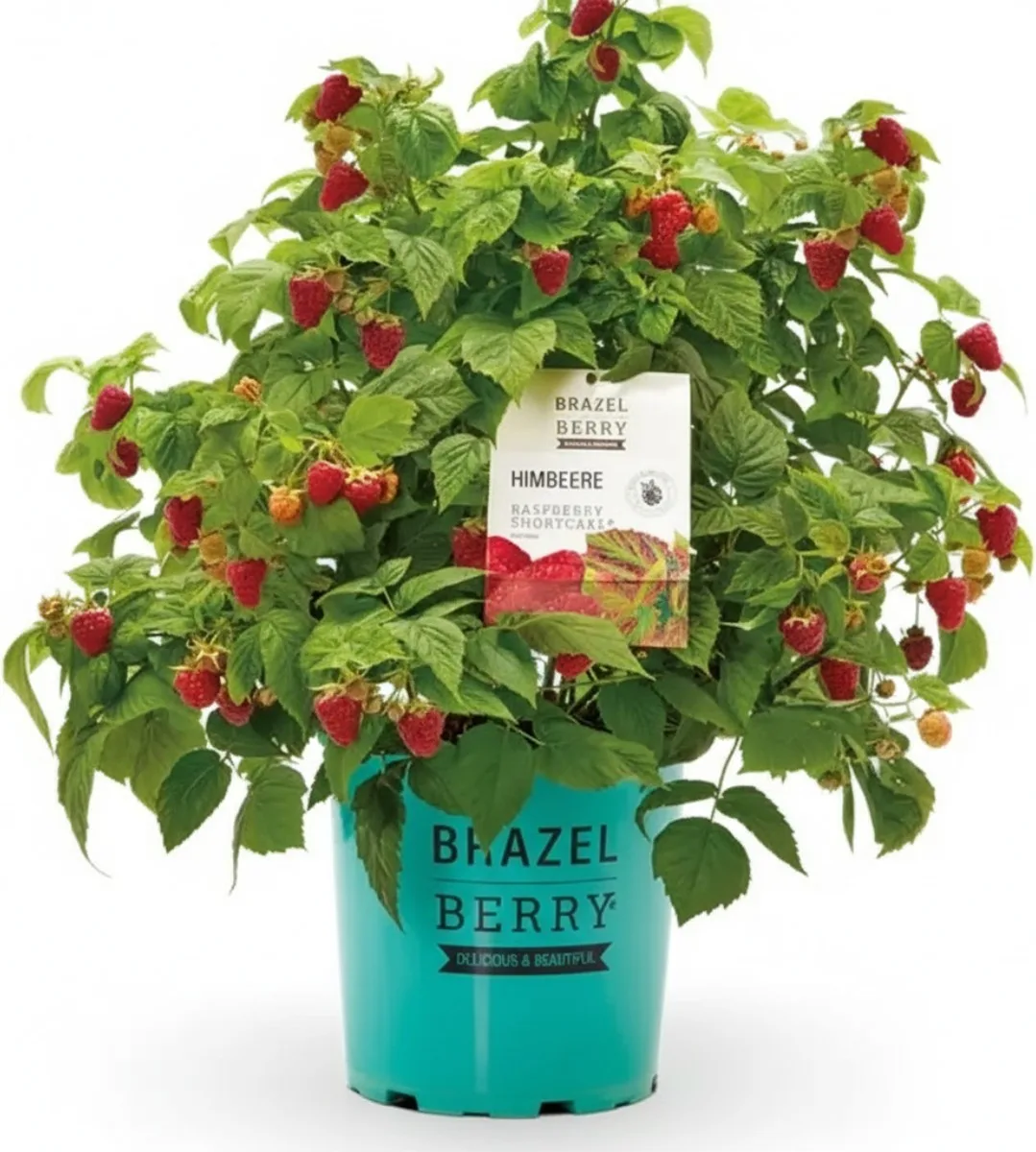 Planta Frambuesa Brazelberry Shortcake Maceta 3 Litros — foto principal