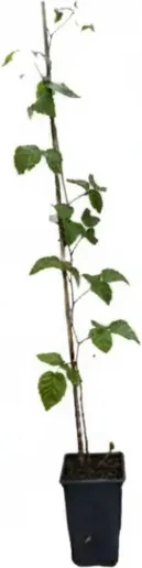 Planta Zarzamora Frambuesa Boysenberry Maceta 1 Litro — foto principal