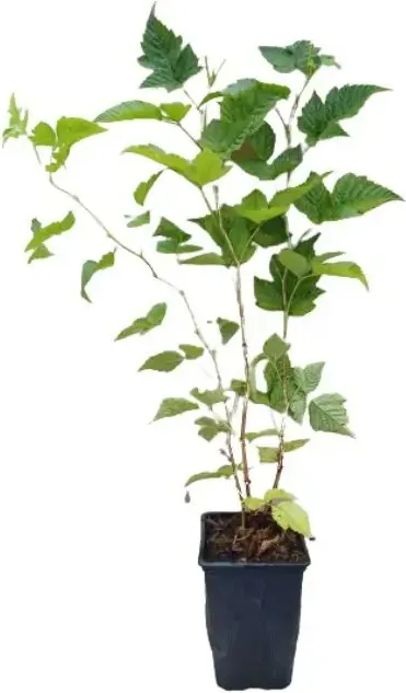 Planta Frambuesa Morada Maceta 1 Litro — foto principal