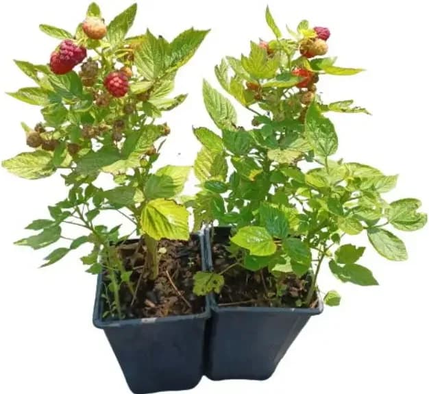 Planta Frambuesa Roja Maceta 1 Litro — foto principal