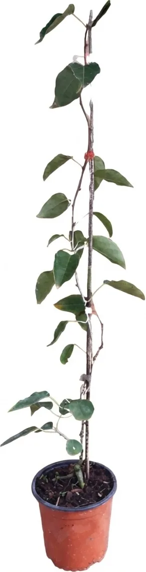 Planta Kiwiño Weiki Macho 2L — foto principal