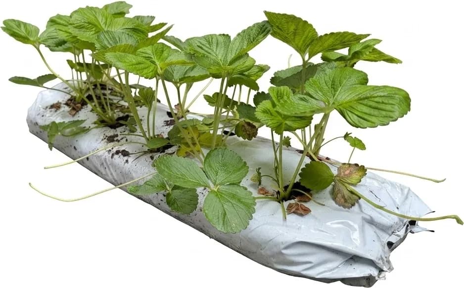 Saco Sustrato Cultivo 28 Litros con Fresas — foto principal