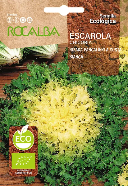 Semilla Ecologica Escarola Rizada Pancalieri Costa Bia