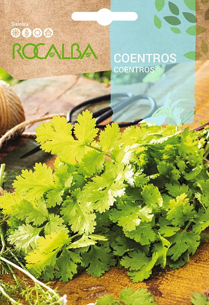 Semilla Coentros Cilantro Perejil Arabe