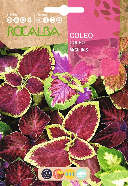 Semilla Coleos Arco Iris Variado