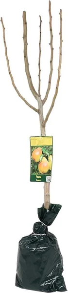 Arbol Frutal Enano Manzano