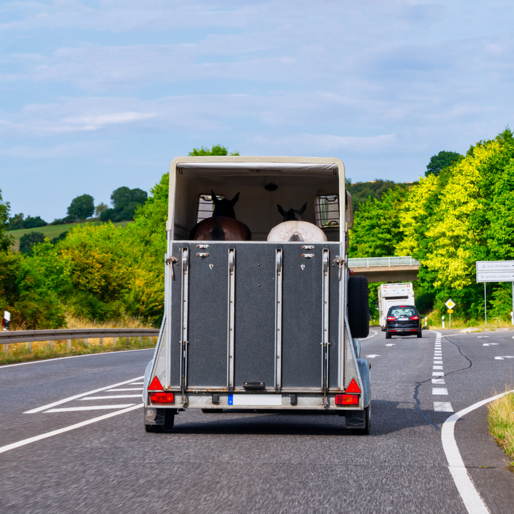 Curso De Bienestar Animal Para El Transporte. Formate Con Nosotros