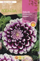 Bulbo Dalia Edinburgh Violeta Puntas Blancas