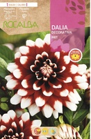 Bulbo Dalia Duet Escarlata Puntas Blancas