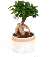 Ficus Ginseng M21