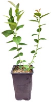 Planta Arandano Ozarkblue Maceta 1,5 litros