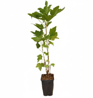 Planta Grosella Negra Dulce Maceta 1 Litro Planta Grosella Negra Dulce Maceta 1 Litro