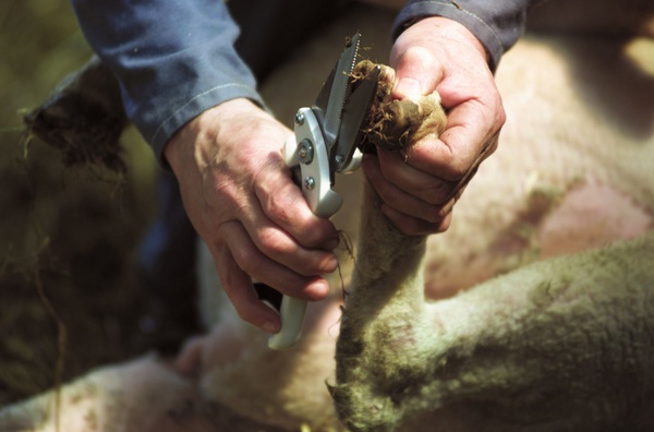 Tijera Pezu�as Ovino Corte Liso 26 cm